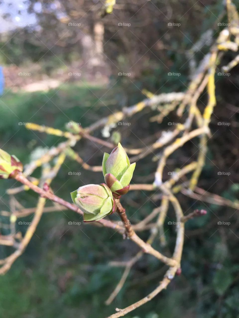 Little leaves awaking in spring 