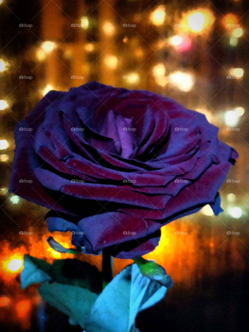 Burgundy rose in the dark against the background of windows with light