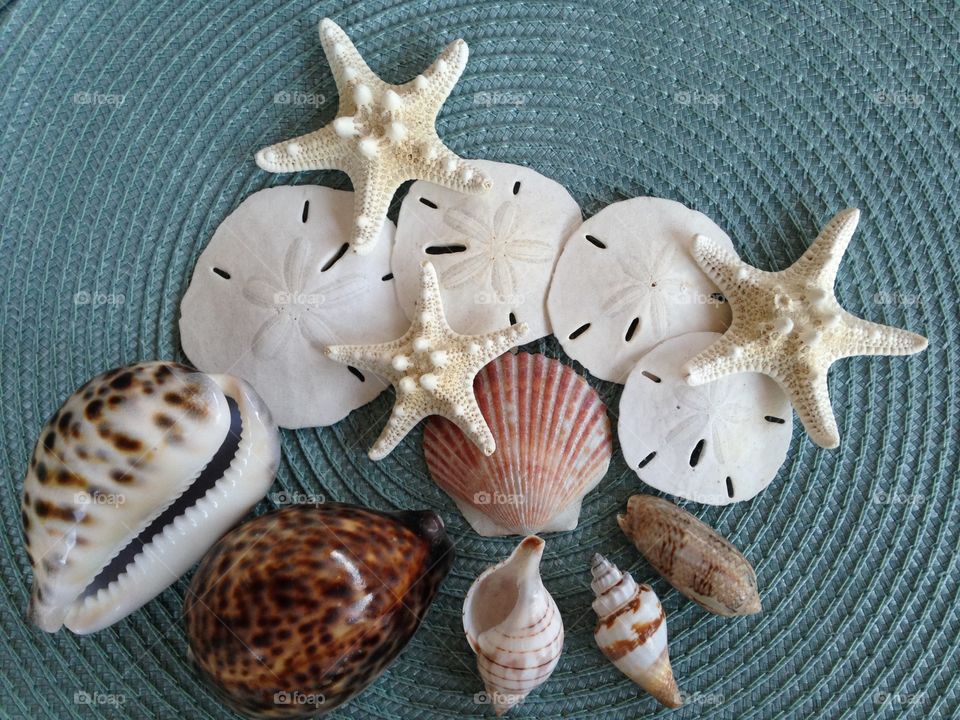 Sea shells 