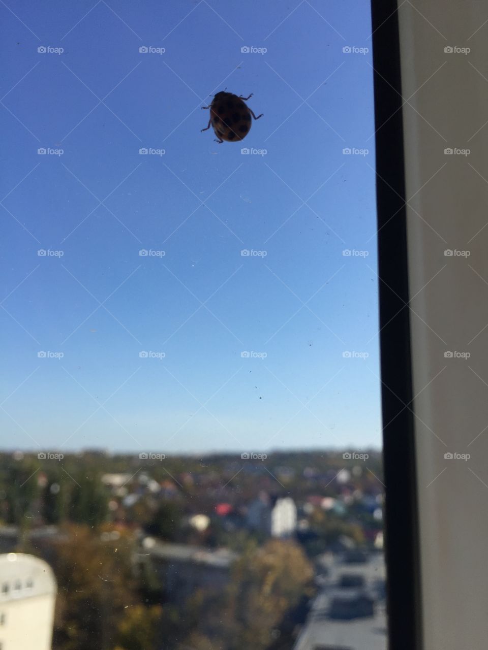 Little Lady bug having a walk away from the horizon. Window view from a house.