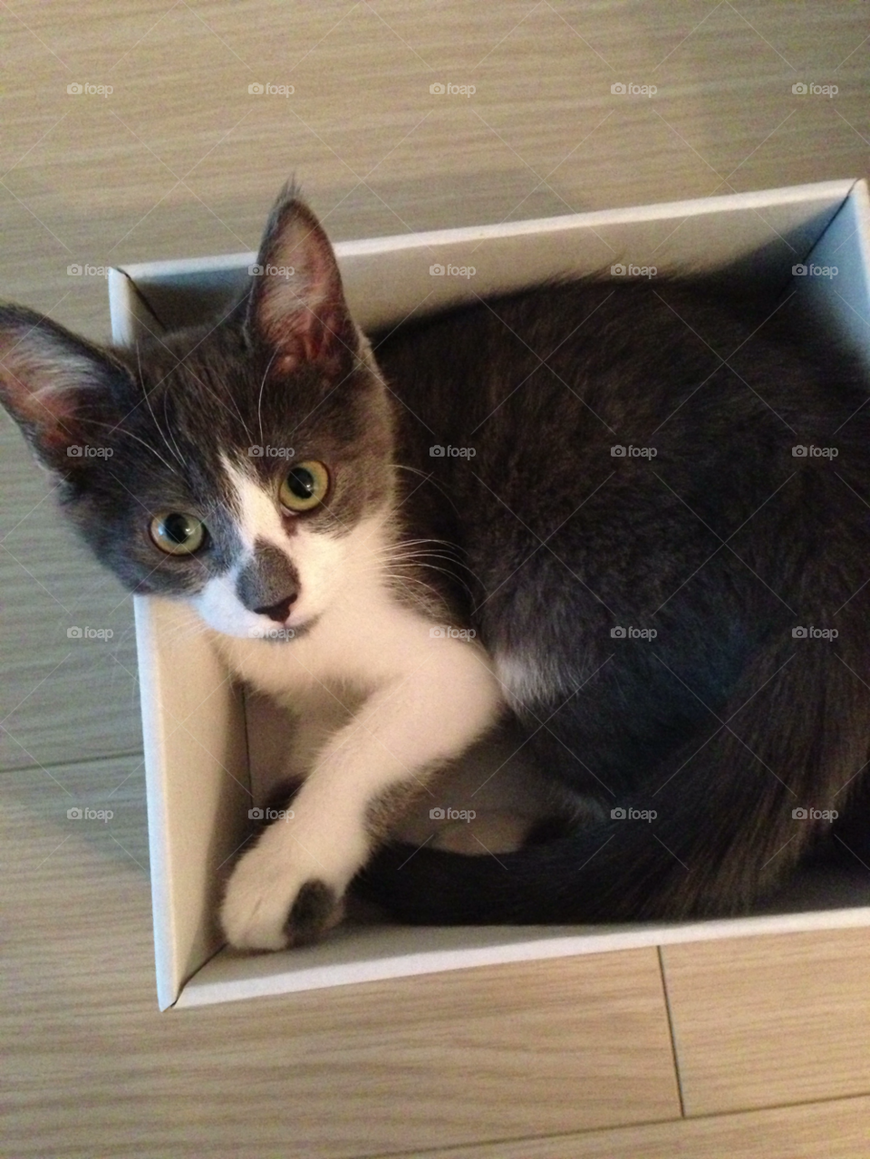 cat kitten box by AL_Nacho
