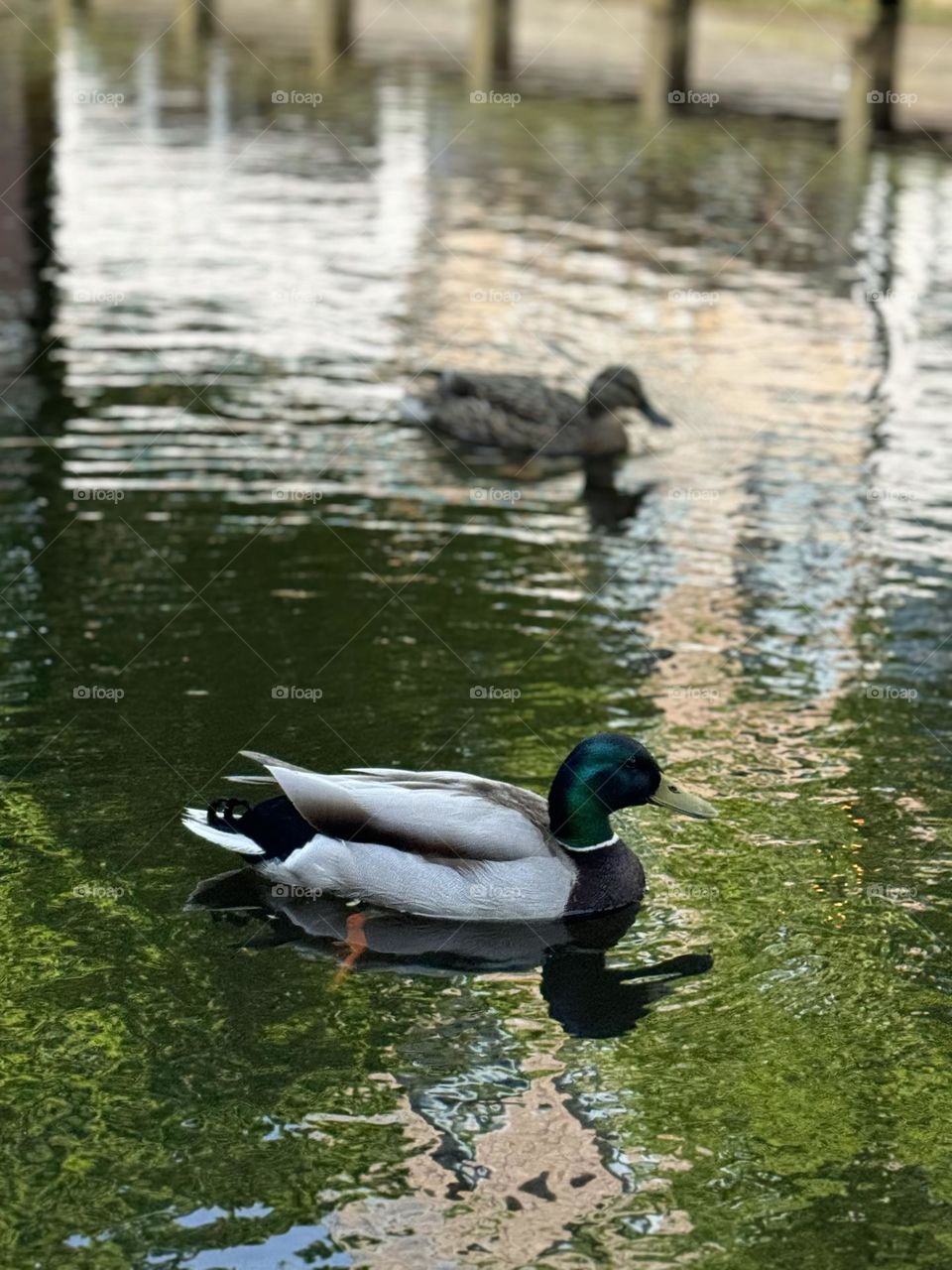 duck