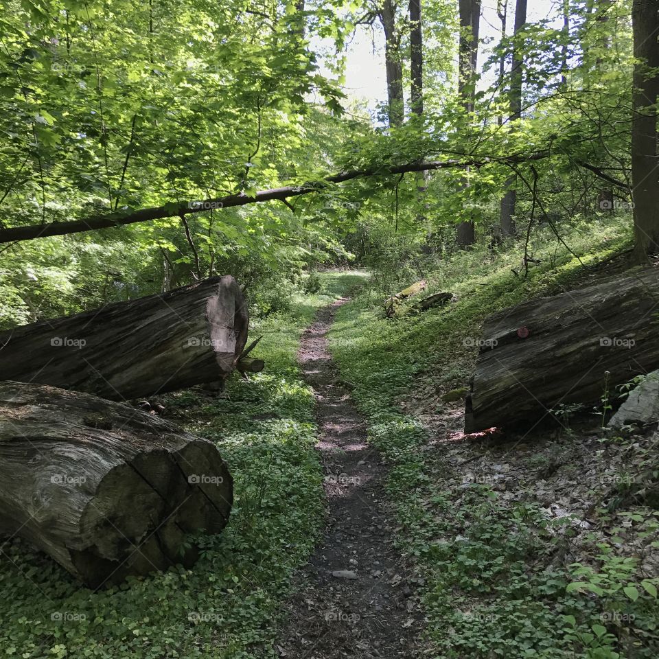Hiking Trail, Garrison, NY