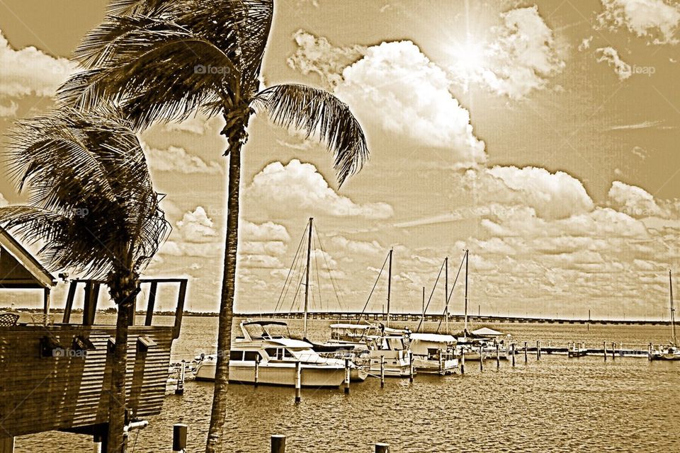 Marina and Palm trees
