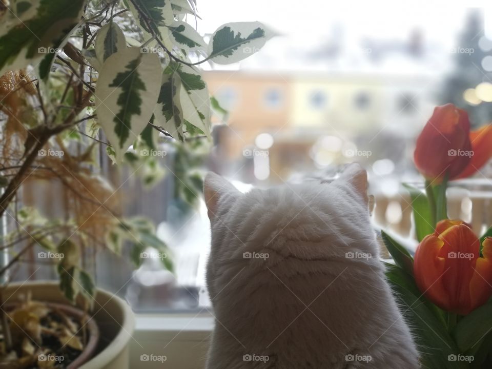 Fenster Katze