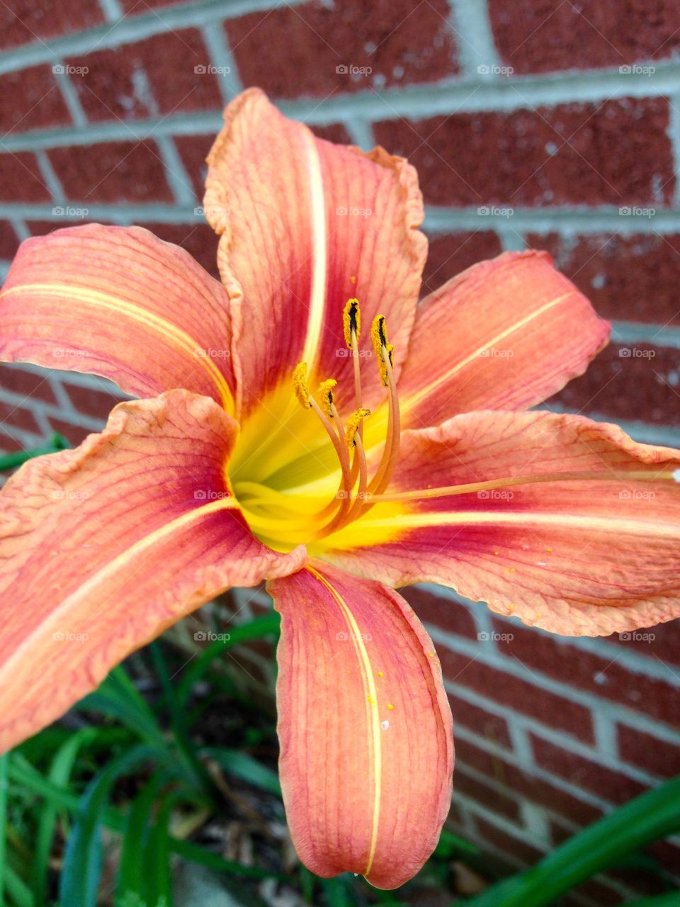 Orange on Orange. Orange day lily, orange bricks