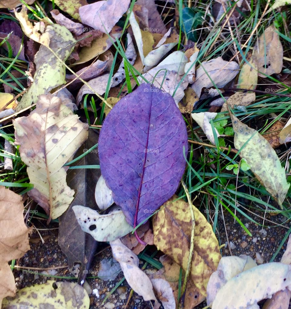 Purple Leaf