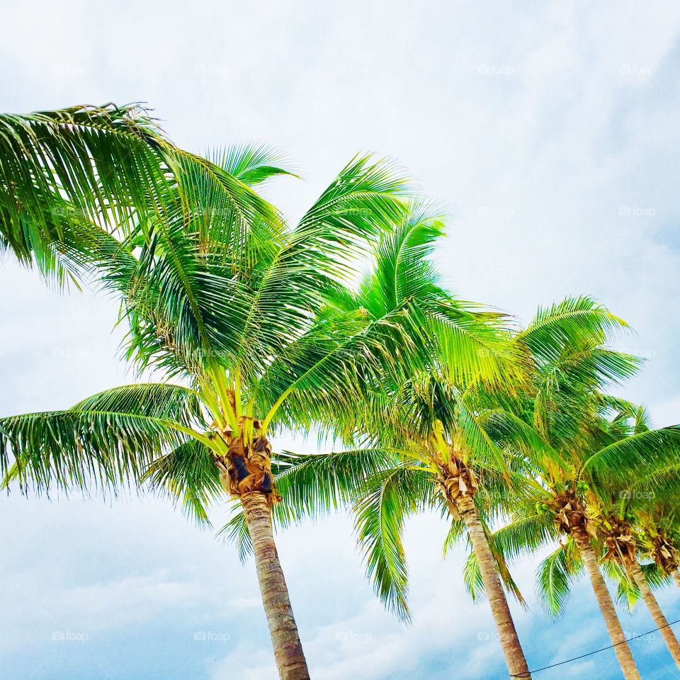 Palm Trees in the Bahamas. 