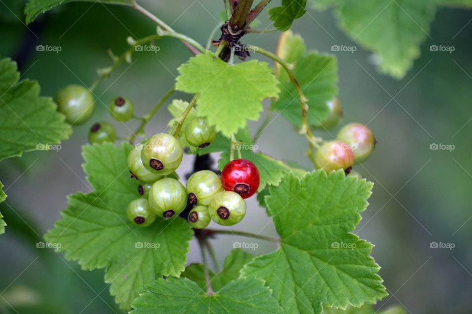 red currents