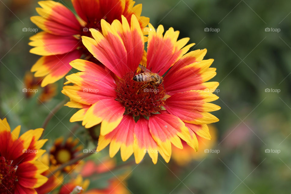 Flower with honey bee, bachelors button
