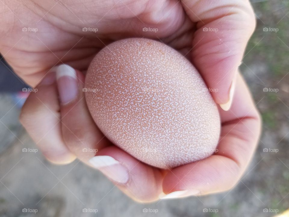 Elevated view of hand holding egg