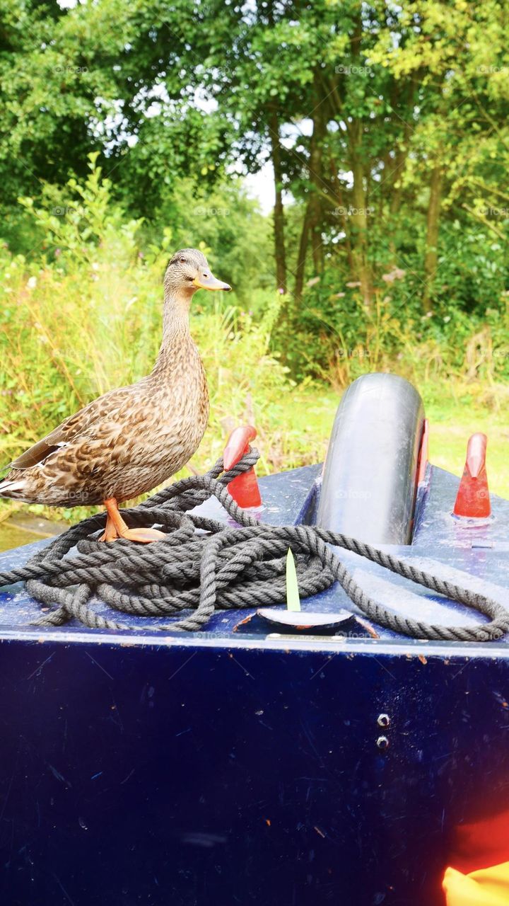 A duck visiting on boat