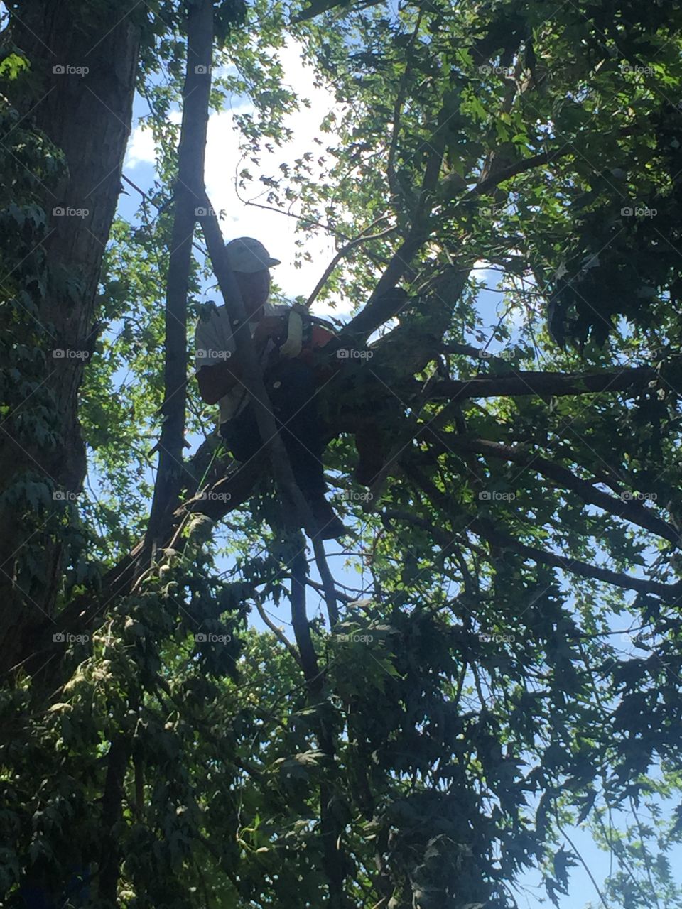 Tree climbing 
