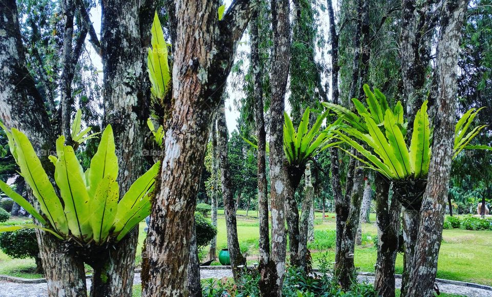 Tropical garden