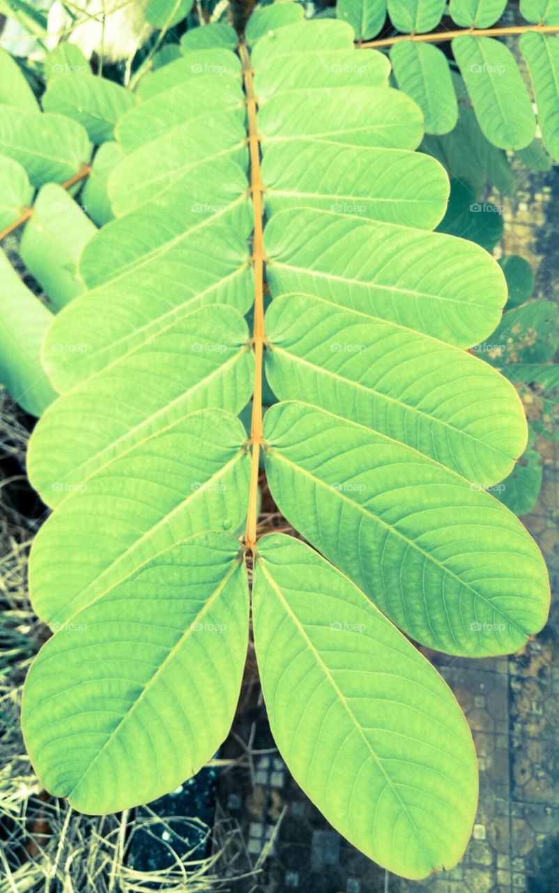 Long leaf