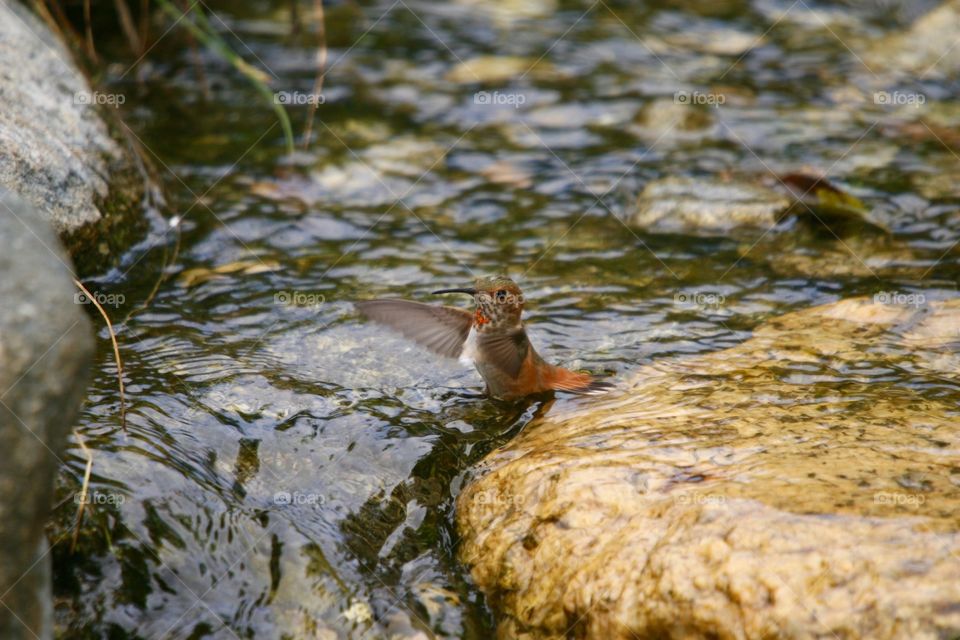 High angle view of bird in pond