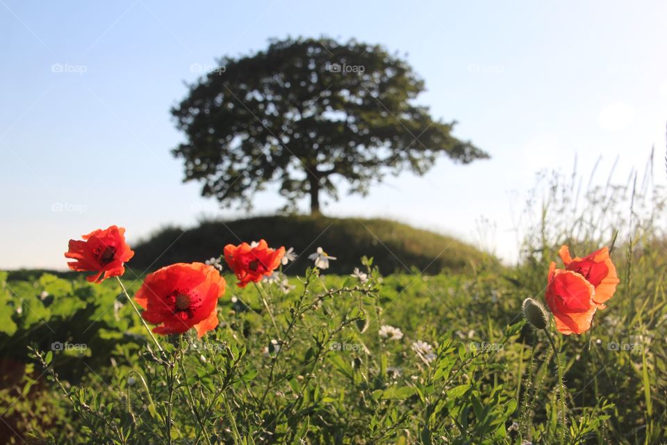 Close-up of poppy flowers