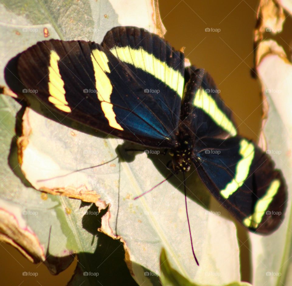 Beautiful butterfly relaxing 