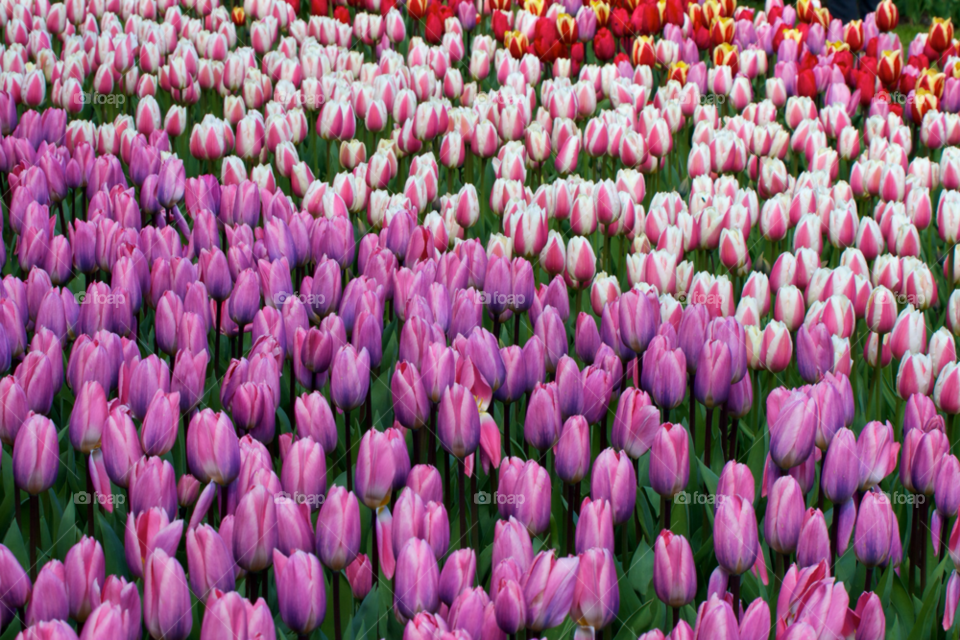 Spring flowers and pink flower in field