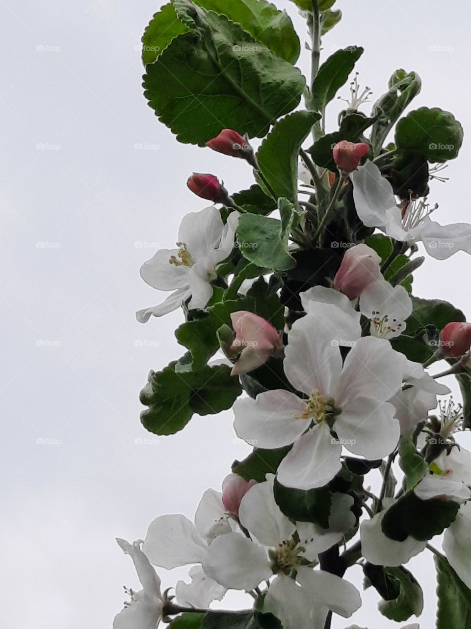 branch of blooming  apple tree