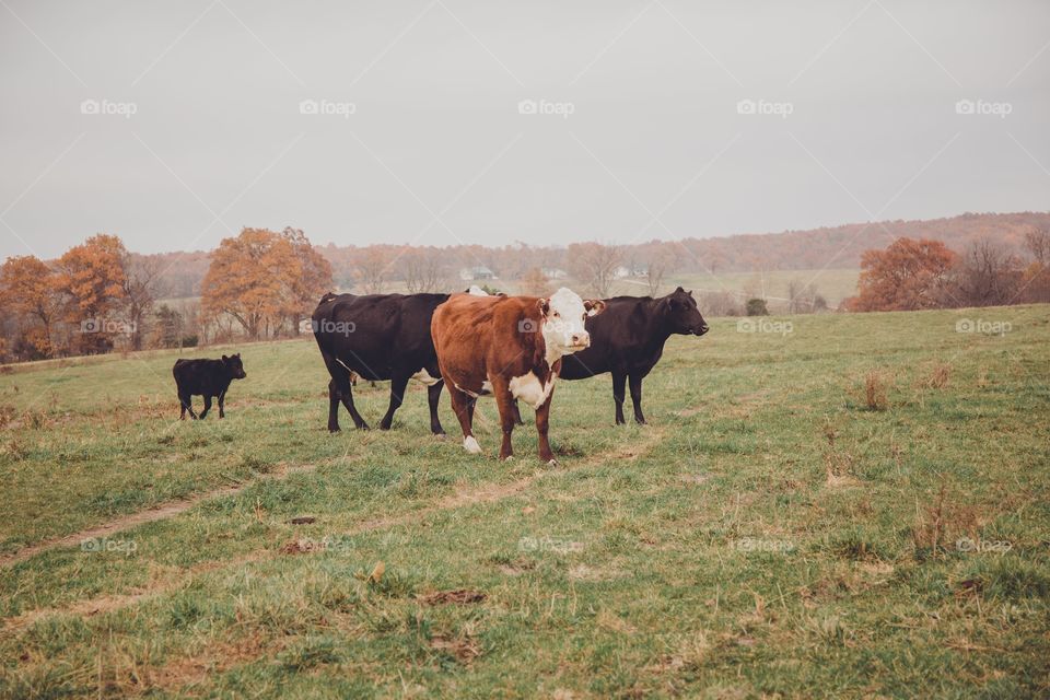 Cattle 
