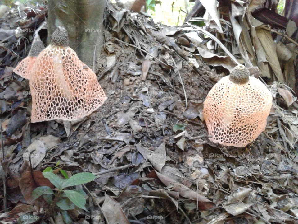 Mushroom species