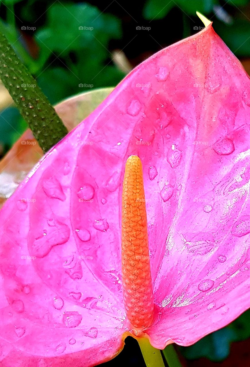 anthurium flower