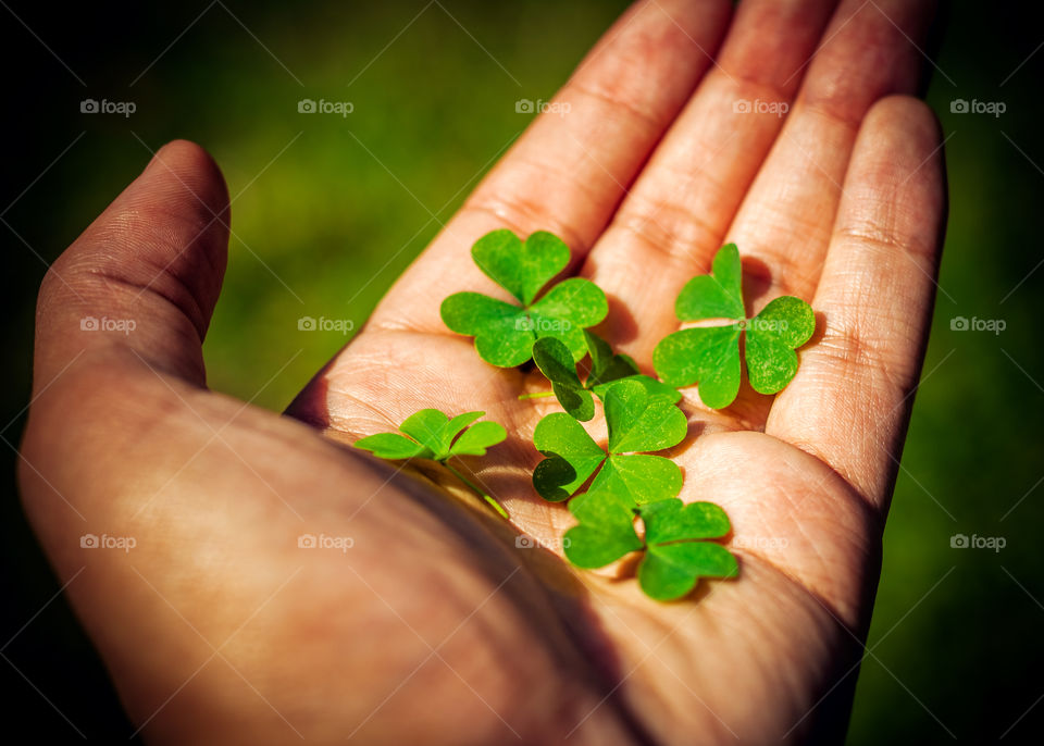 Three Leaf Clovers