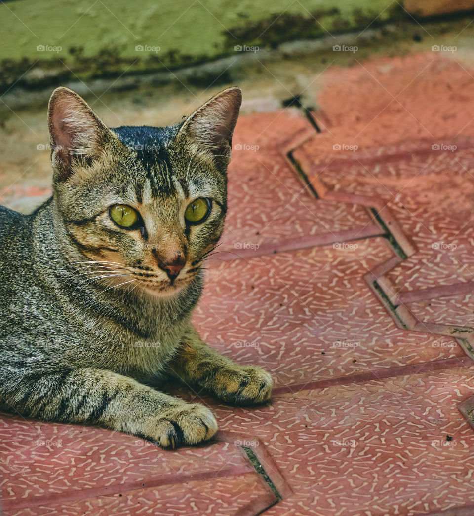 Egyptian mau - domestic cat