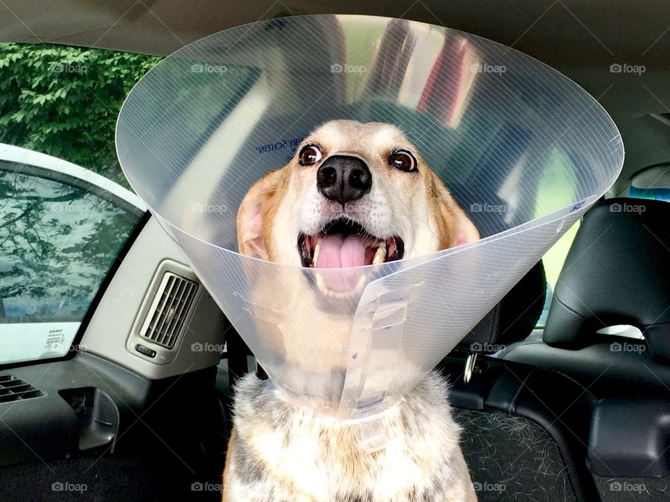 Cone of Shame 
