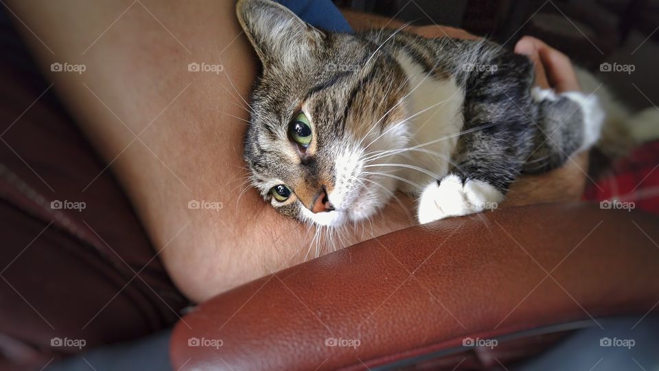 Midsection of person holding kitten