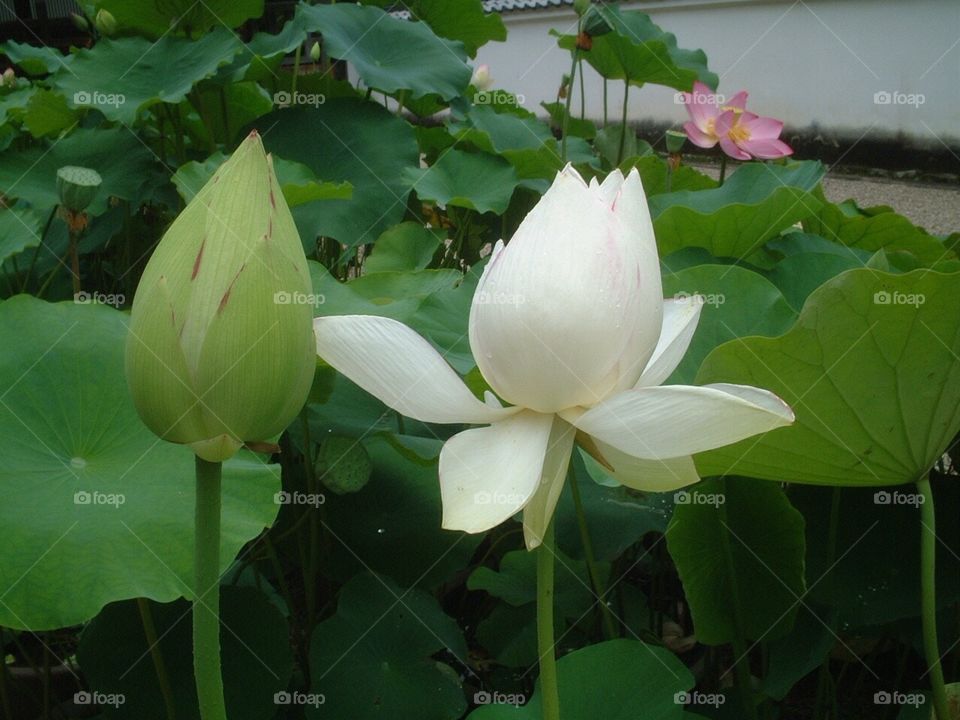 Lotus flower 