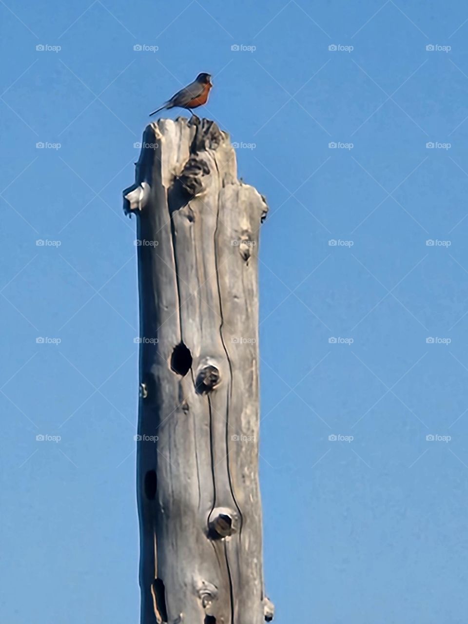 lone Robin perched atop wooden log post in Oregon wetlands on a clear day