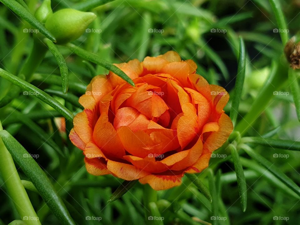 my beautiful Portulaca grandiflora