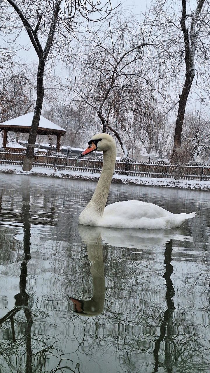 Winter Wilderness Wonders