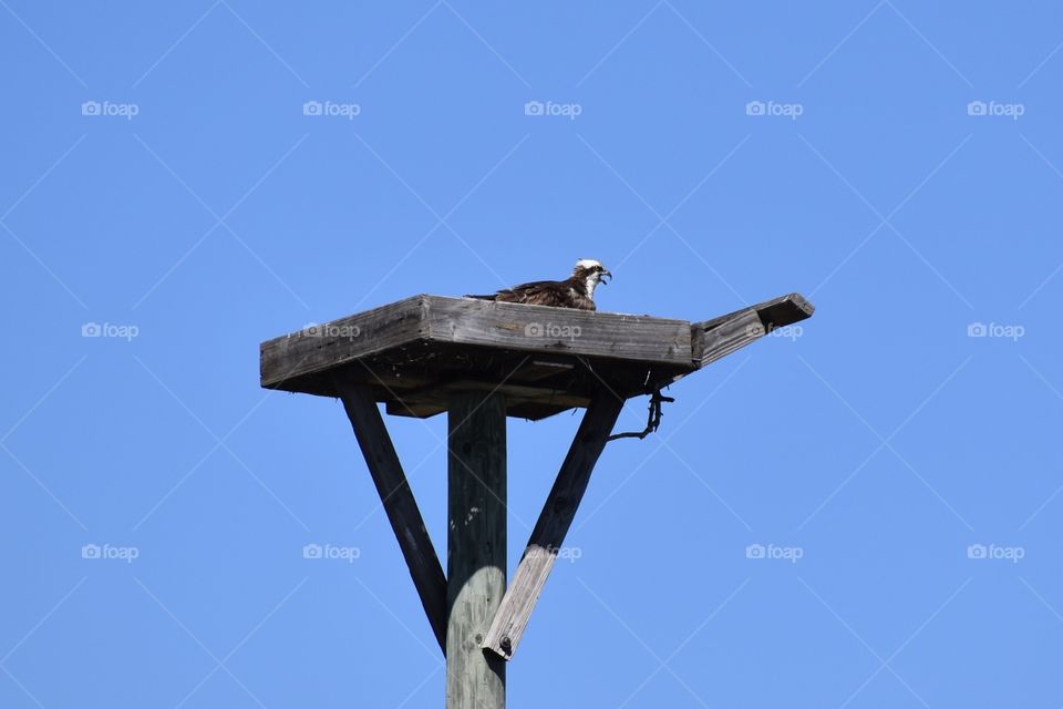 Baby Osprey in nest