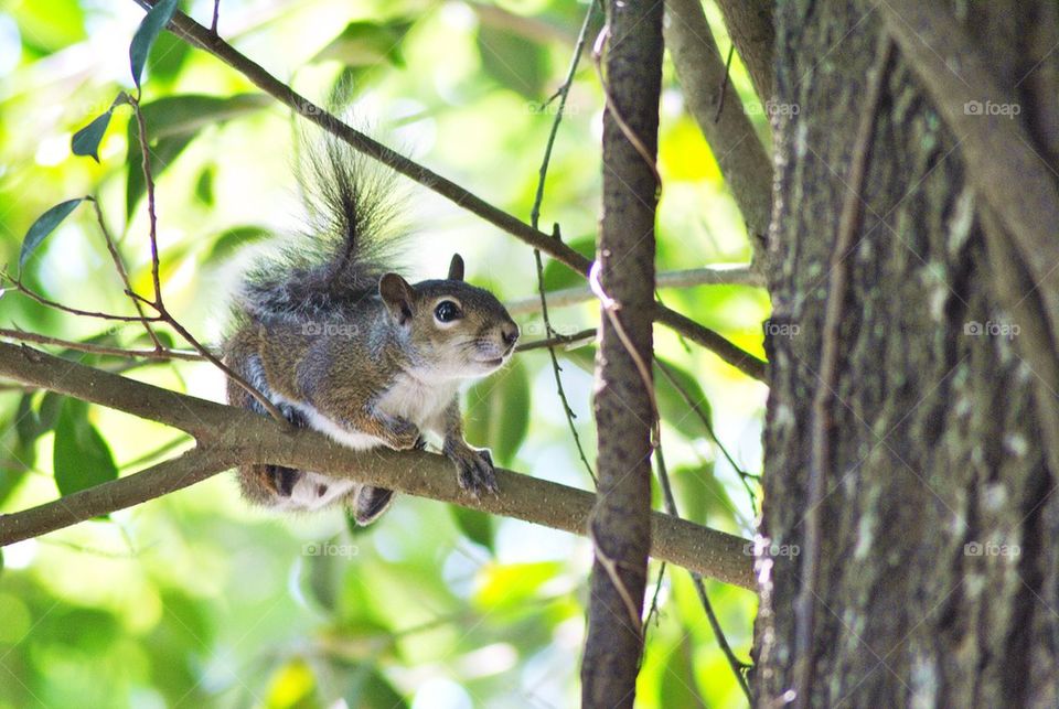 Squirrels