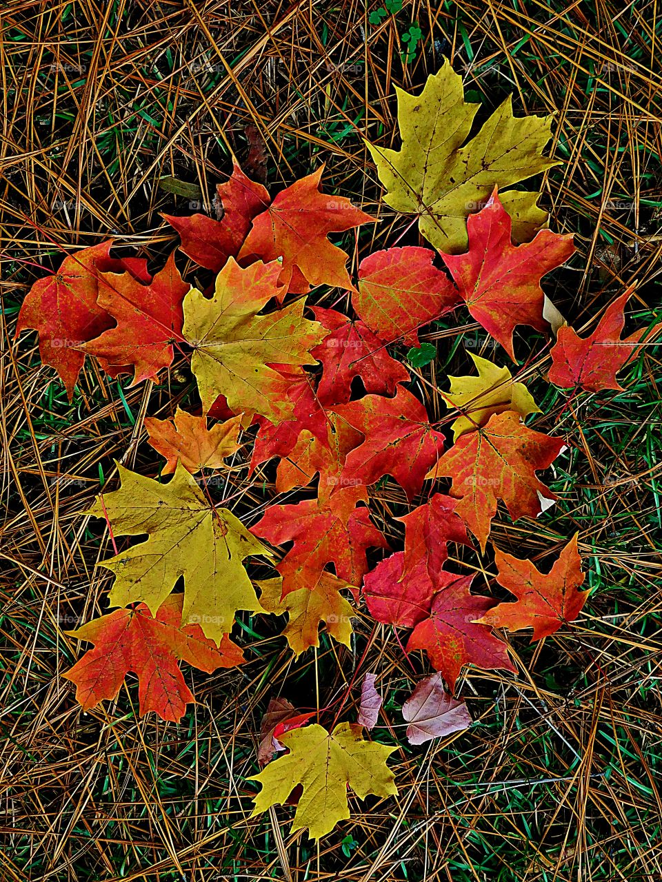 First signs of autumn - A telltale sign that fall has arrived is when you see colorful leaves laying on a bed of fallen pine needles