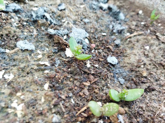 my dragon fruit seedling 🌱grow