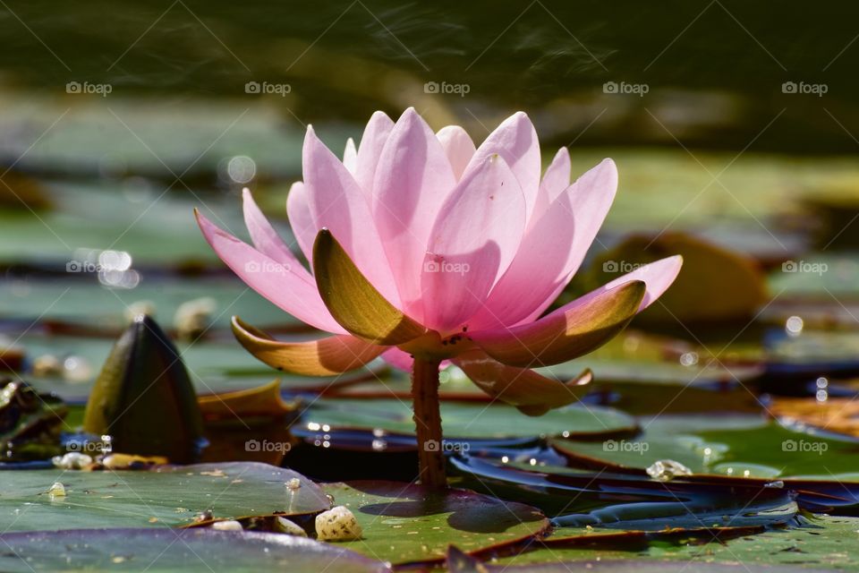 Waterlily