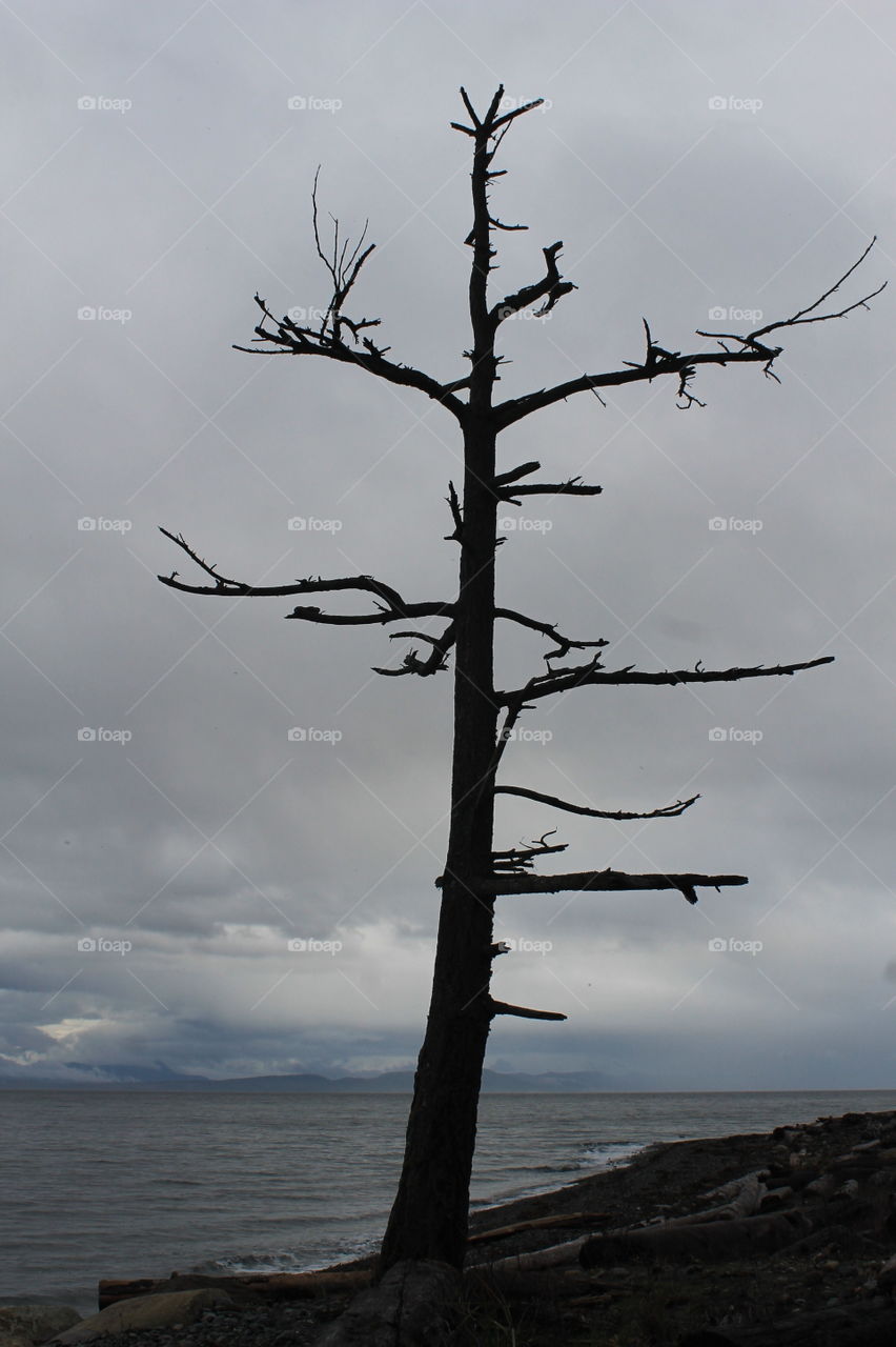 The silhouette of a  dark dead tree on the rocky seashore is softened by the grey and blue cloudy sky and the calm grey sea. 