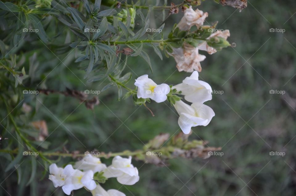 flowers