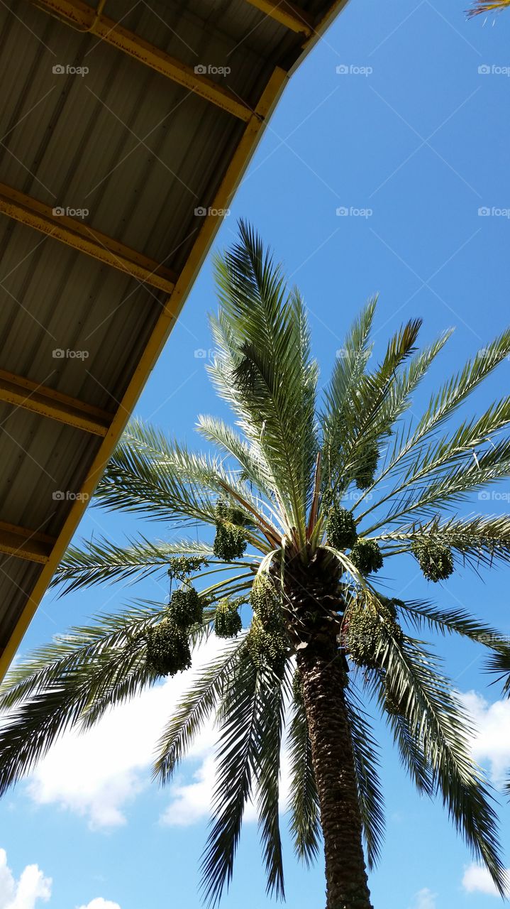 Palm tree. Palm tree and yellow roofline against blue sky
