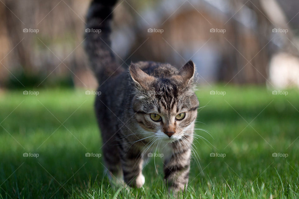 Portrait of walking cat