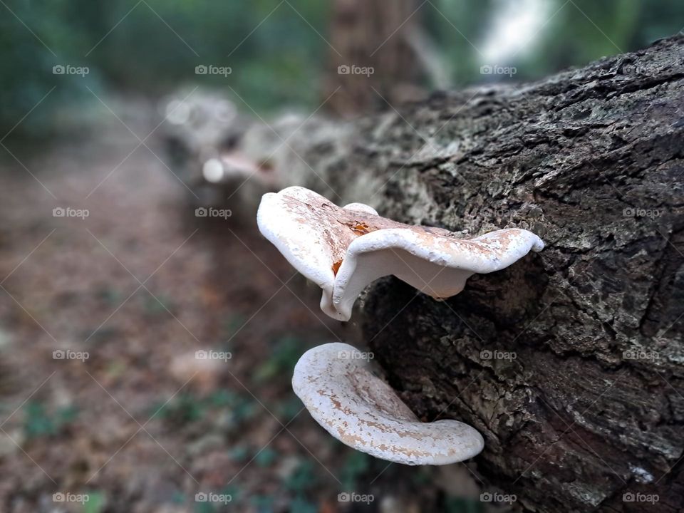 Lots of mushroom growing from the wooden trunk in fall, thus recycling old trees, giving way to new growth