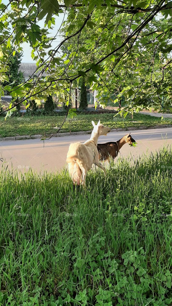 white and black goats