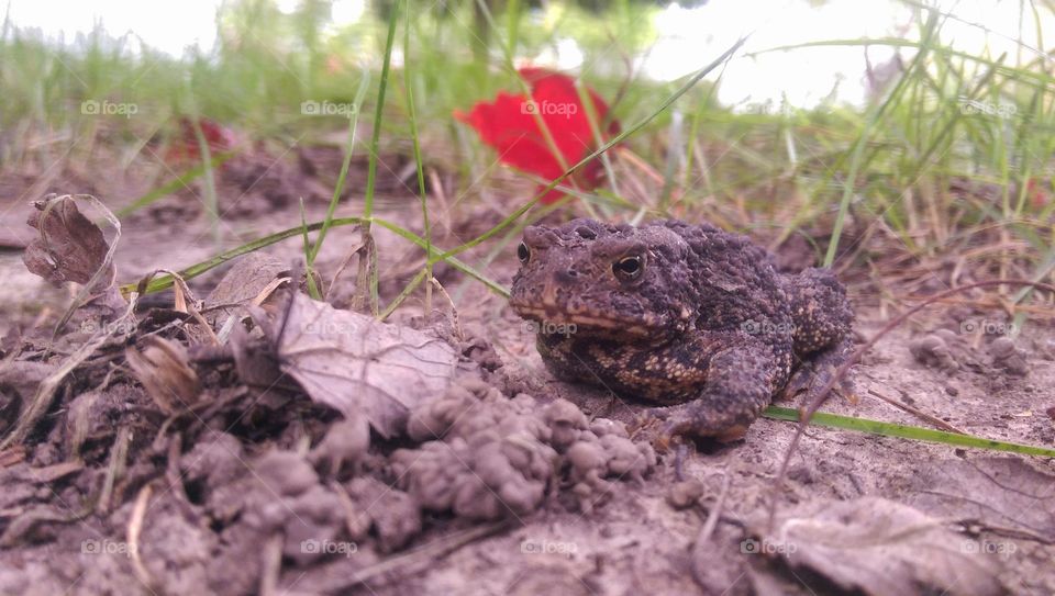 Toady. this toad was hopping around my yard