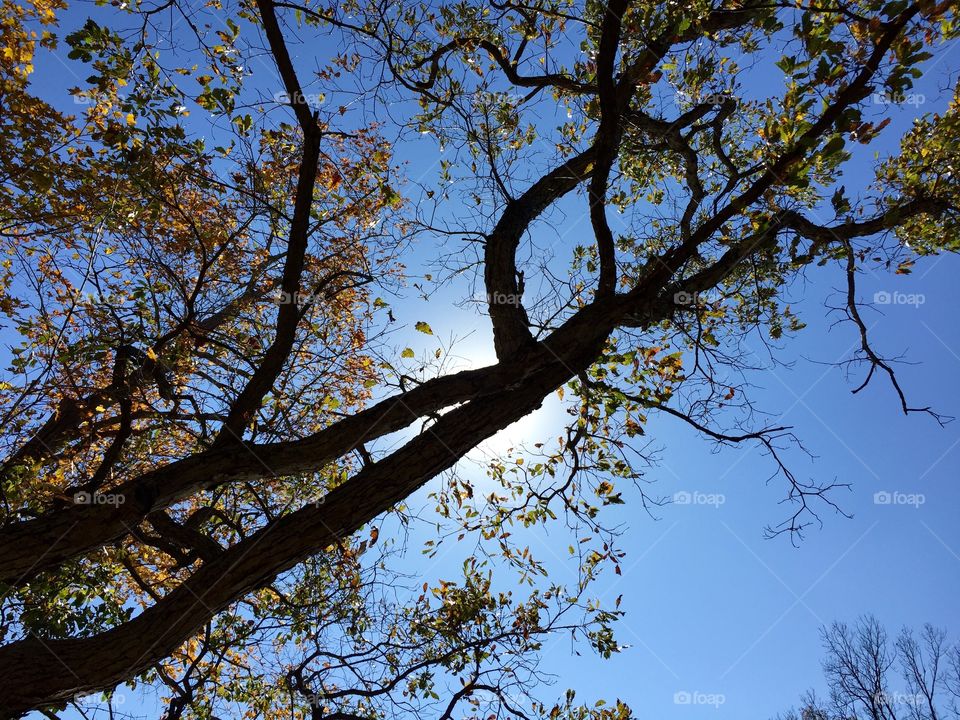 Backlit tree branch. Backlit tree branch