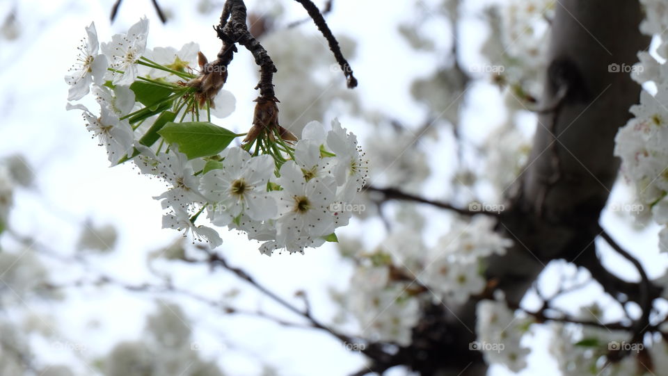 Cherry Blossoms