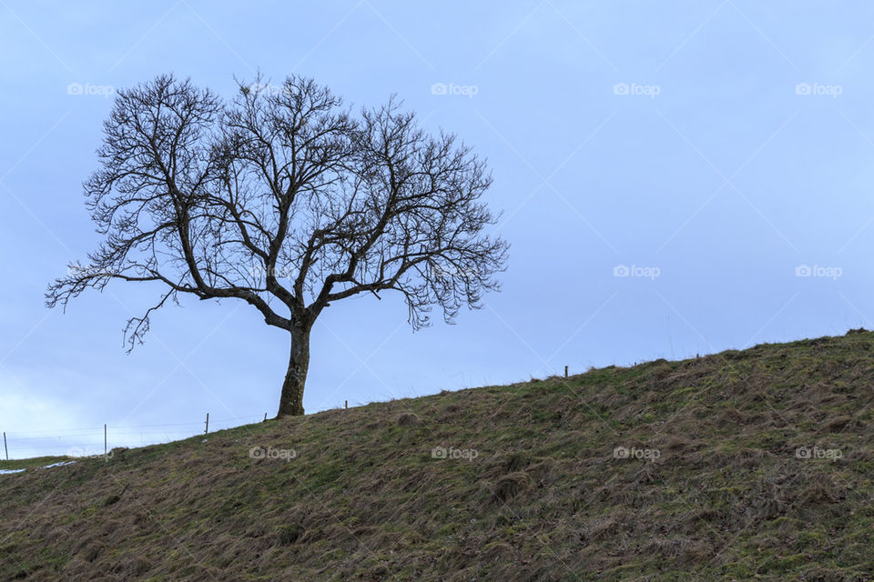 Tree on a hill 